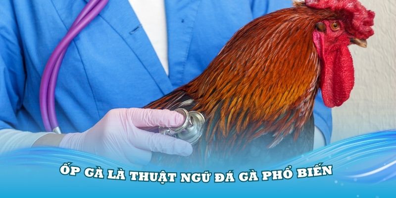 Ốp gà là một trong các thuật ngữ đá gà phổ biến