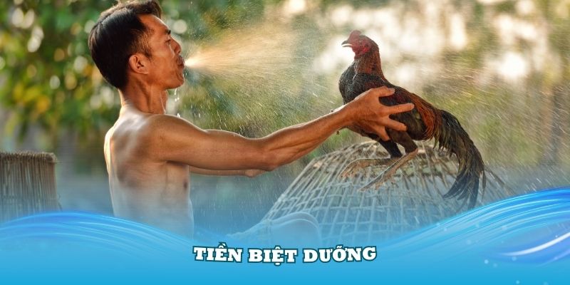 Tiền biệt dưỡng là một thuật ngữ được ưa dùng trong đá gà